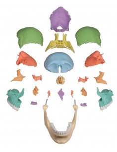 Cráneo humano magnetico... 2