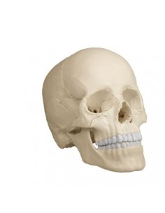 Modelo de cráneo blanco...