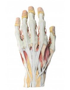 Disección de la mano Erler...