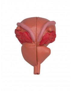 Modelo anatómico de...