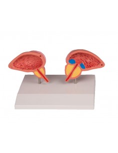 Modelo anatómico de... 2