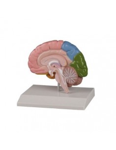 Modelo anatómico de la...