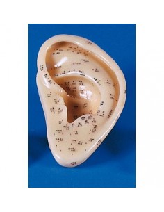 Modelo de oído, en tamaño...