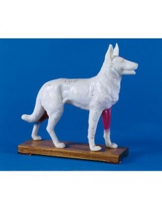 Modelo de entrenamiento...