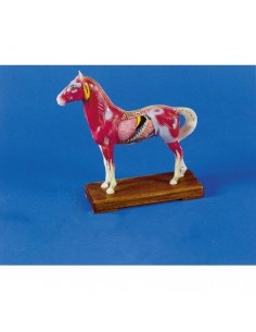 Modelo de entrenamiento...