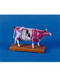 Modelo de vaca para el...