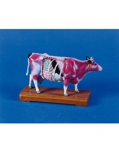 Modelo de vaca para el entrenamiento...
