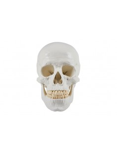 Modelo clásico de cráneo...