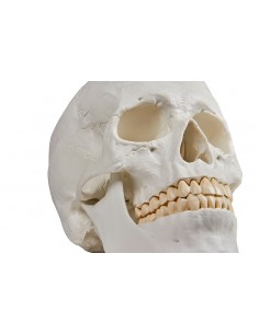 Modelo clásico de cráneo... 2