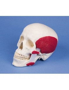 Modelo de cráneo...