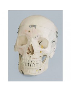 Modelo anatómico de cráneo...