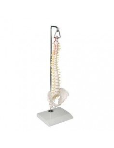 Columna vertebral elástica...