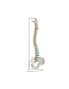 Modelo clásico de columna...