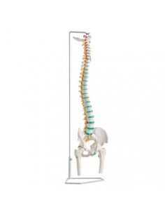 Modelo clásico de columna...