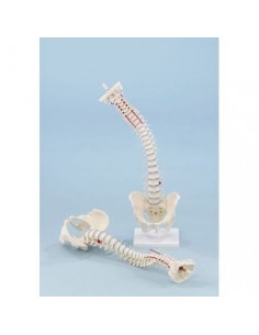 Columna vertebral robusta y...