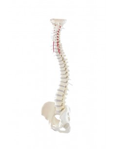 Columna vertebral flexible... 2