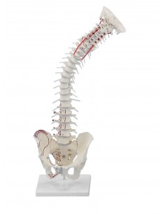Columna vertebral de alta... 2