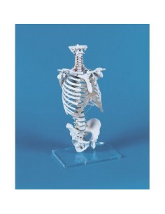 Modelo de columna vertebral...