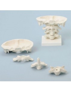 Modelo de articulación del...