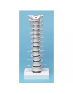 Modelo anatómico de columna...