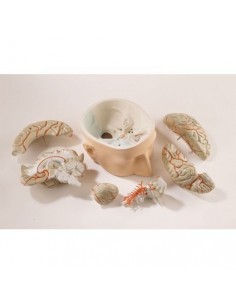 Modelo anatómico de base de...