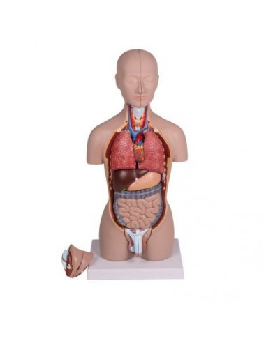Modelo de torso humano asexual con... Modelo de torso humano asexual con...