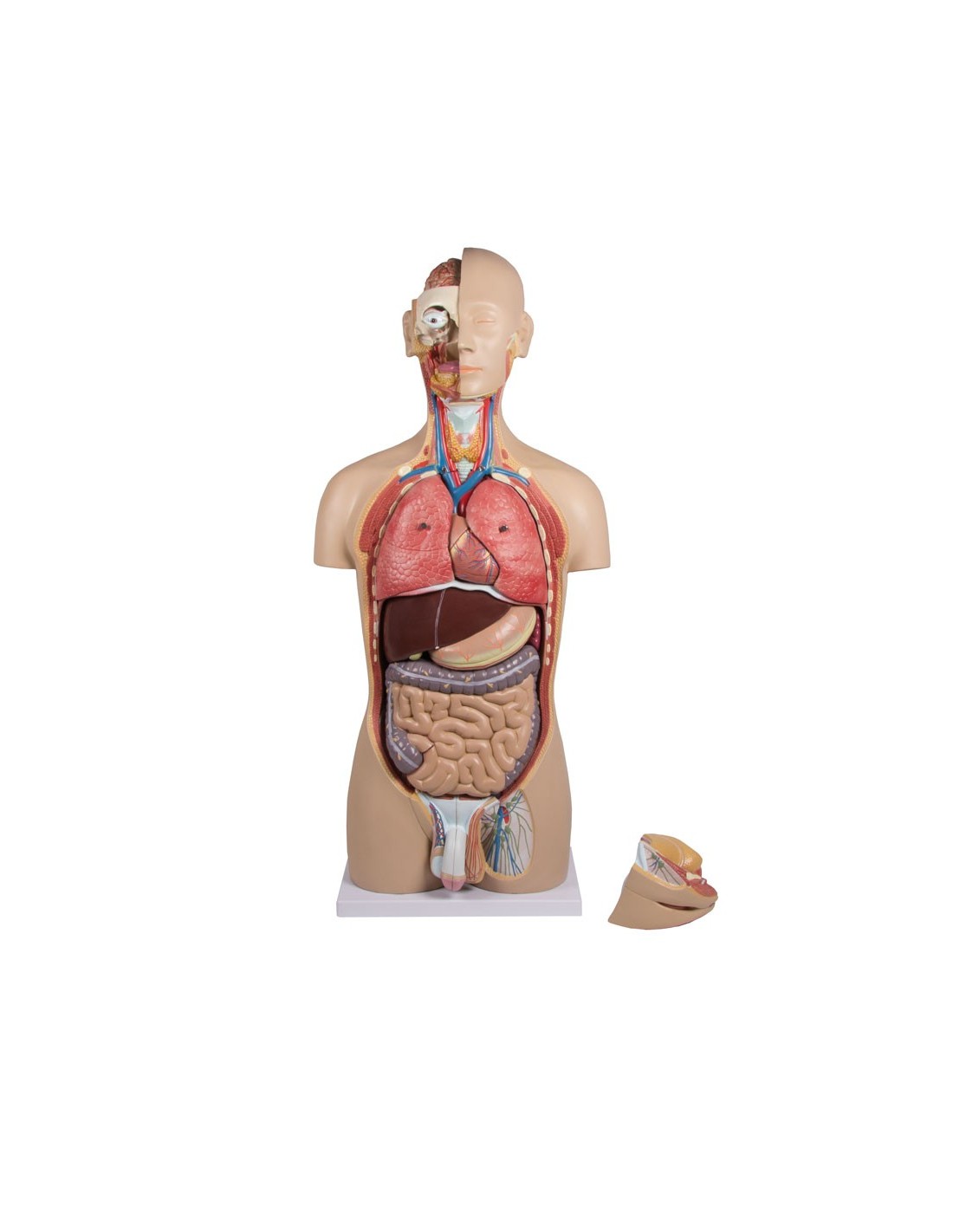 Modelo de torso humano asexual con... Modelo de torso humano asexual con...