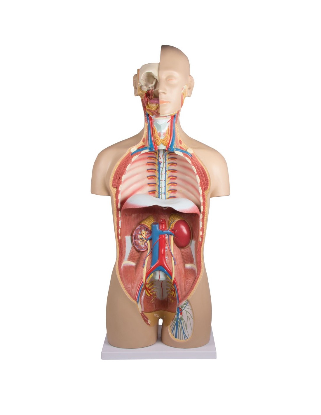 Modelo de torso humano asexual con... Modelo de torso humano asexual con...