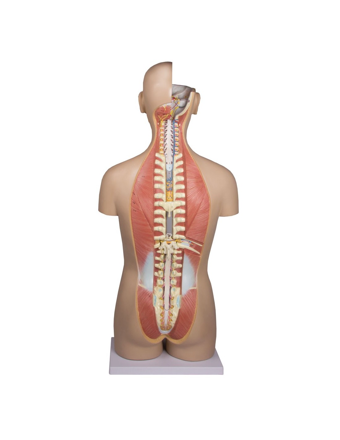 Modelo de torso humano asexual con... Modelo de torso humano asexual con...