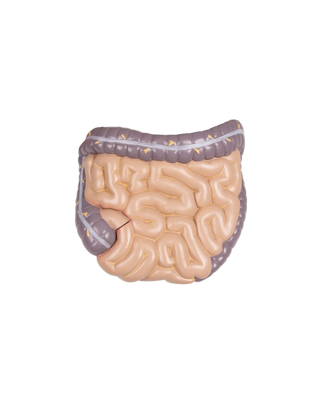 Modelo de torso humano asexual con... Modelo de torso humano asexual con...