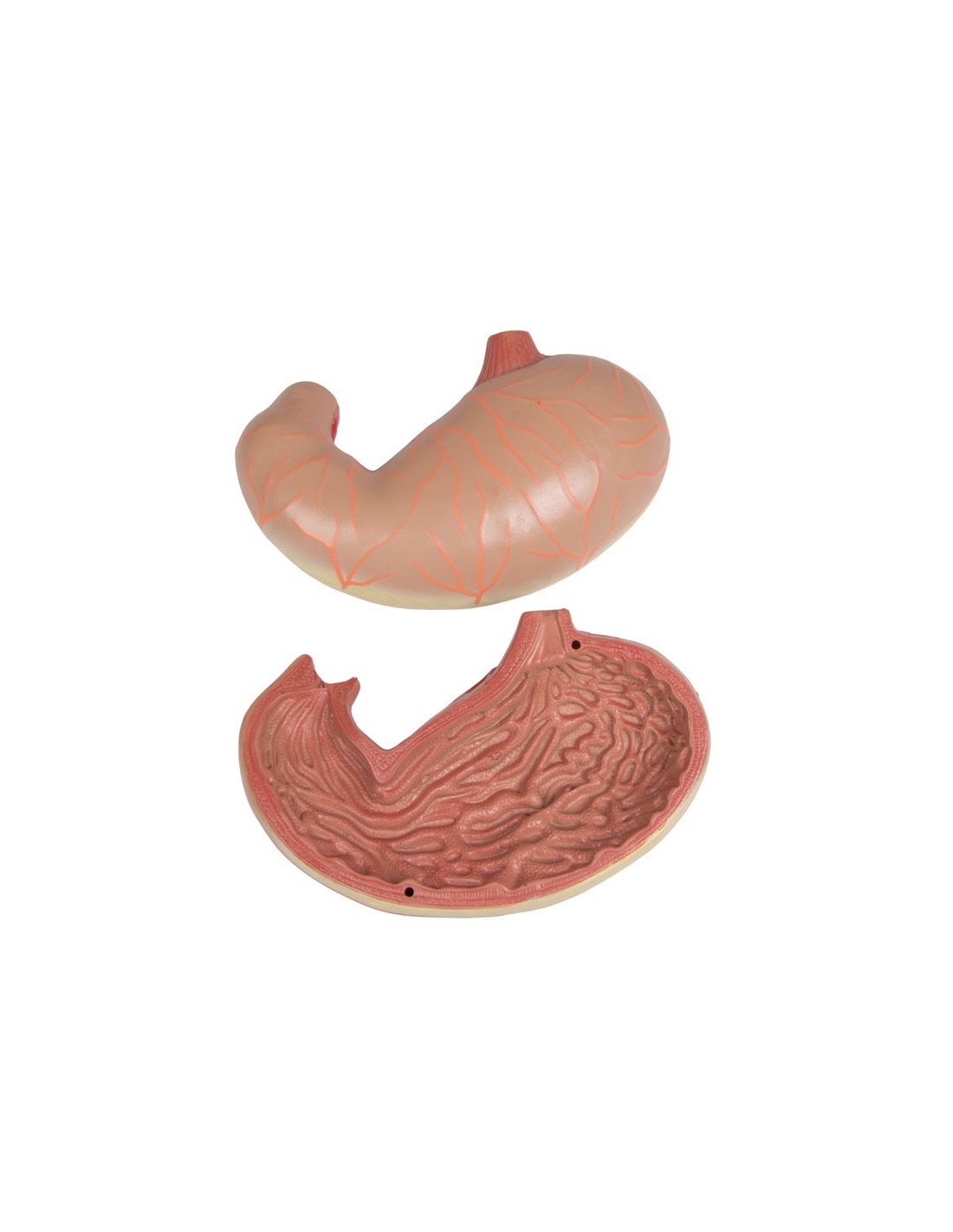 Modelo de torso humano asexual con... Modelo de torso humano asexual con...