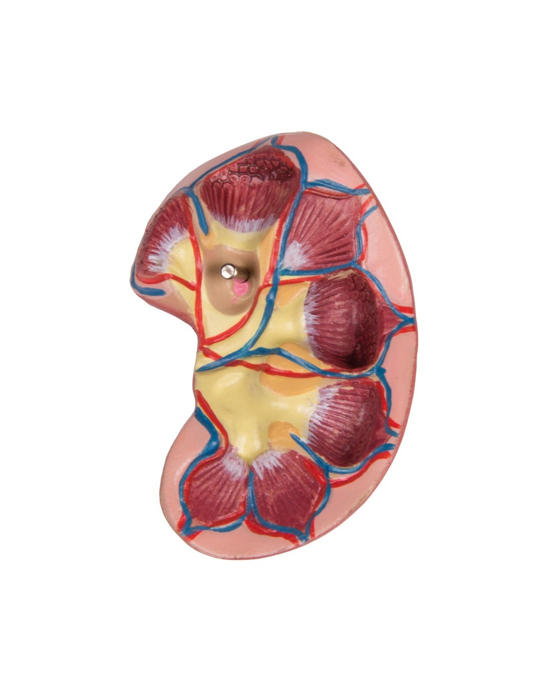 Modelo de torso humano asexual con... Modelo de torso humano asexual con...