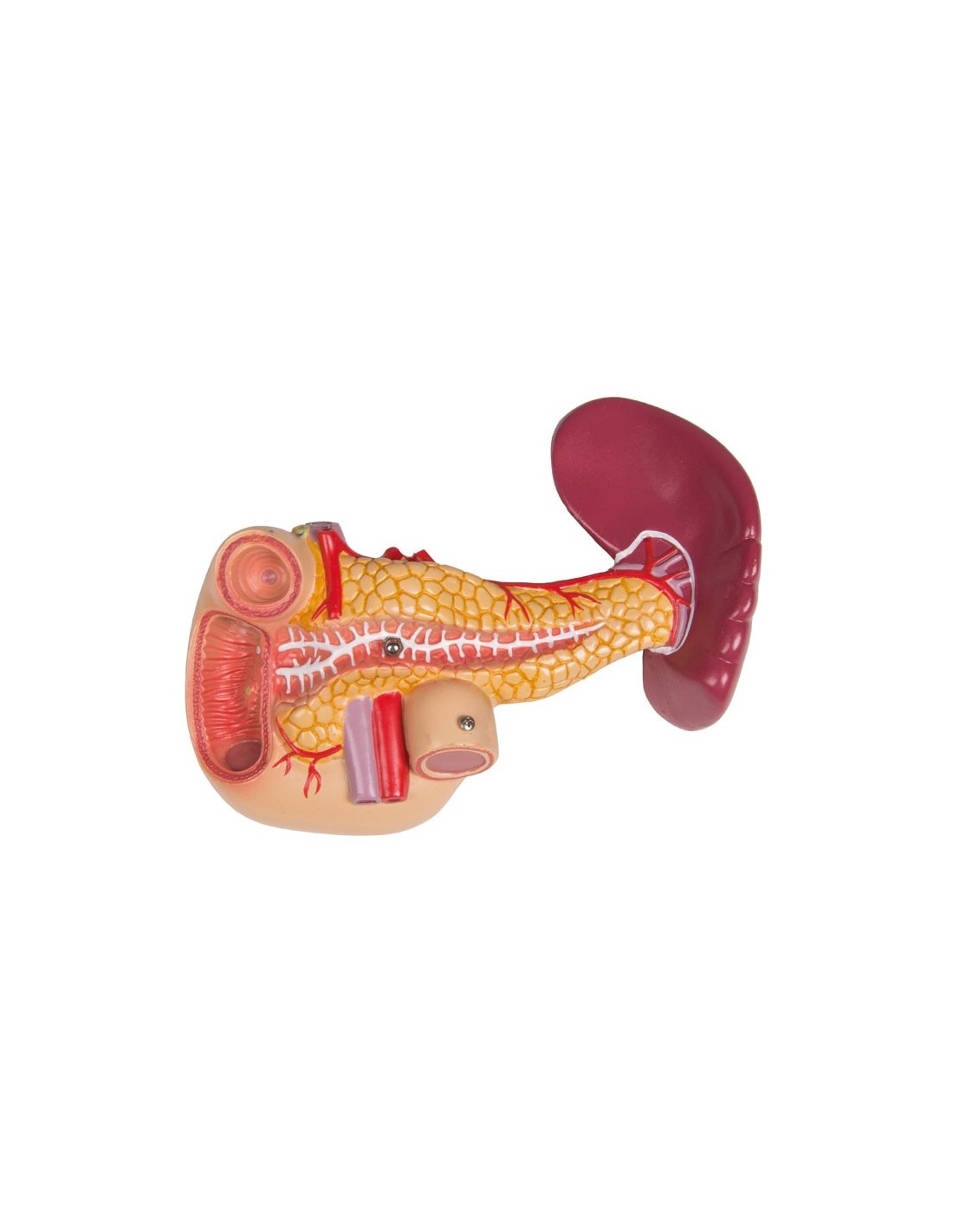 Modelo de torso humano asexual con... Modelo de torso humano asexual con...