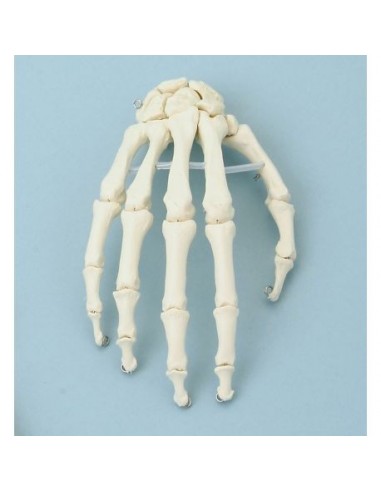Modelo anatómico de la articulación...