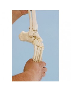 Modelo de articulación...