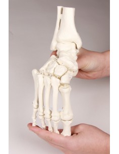 Modelo de articulación... 2