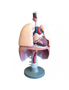 Modelo anatómico de los...