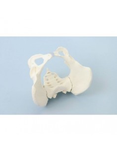 Modelo anatómico del...