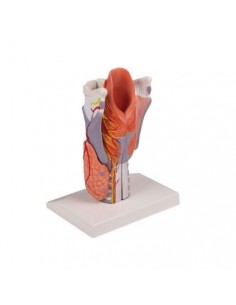 Modelo anatómico de...