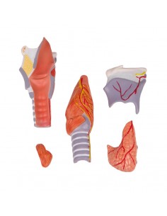 Modelo anatómico de... 2