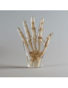 Simulador para radiología -...