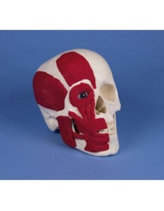 Modelo anatómico de cráneo...