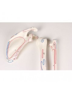 Erler Zimmer, esqueleto...