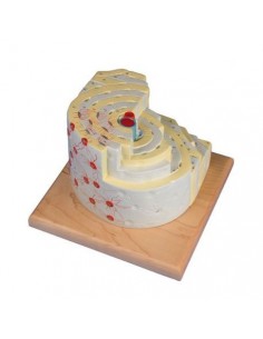 Modelo didáctico de la...