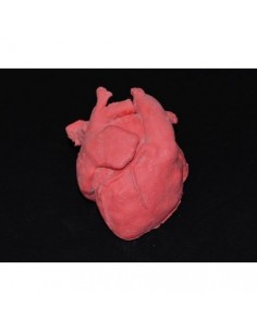 Corazón pediátrico con...