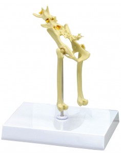 Esqueleto de la pelvis de... 2