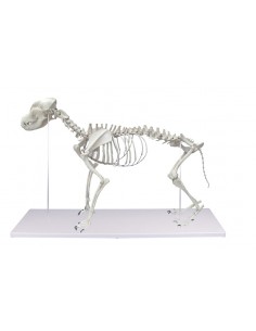 Esqueleto de perro en...