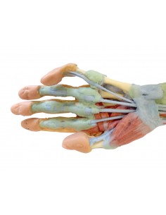 Disección profunda del... 2