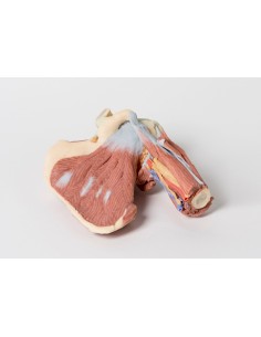 Disección profunda del... 2