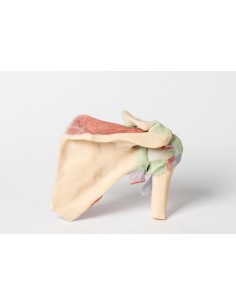 Disección profunda de una... 2